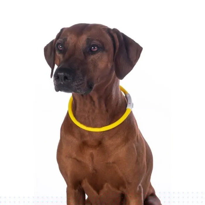 Illuminated Dog Collar LED